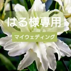 はる様専用　芳香 八重咲き 百合『オリエンタルリリー・マイウエディング』1球♪