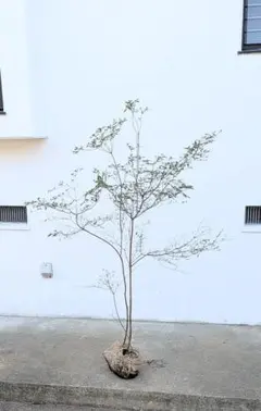 2025年最新】ヤマツツジの人気アイテム - メルカリ