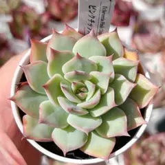 2025年最新】ピンクチップス 多肉の人気アイテム - メルカリ