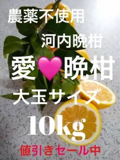 農薬不使用河内晩柑！「愛♡晩柑」木成りみかん大玉サイズ10キロ！愛南町農園直送！のサムネイル