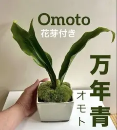 2026年最新】品種名：オモト(万年青) その他観葉植物の人気アイテム