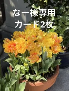 なー様専用　カード2枚