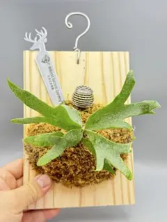 最終値下げ バクテリア Bacteria ビカクシダ バクスポ 2025年最新】ビカクシダ バクテリアの人気アイテム - メルカリ