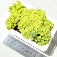 多肉植物【黄金細葉万年草】抜き苗のサムネイル