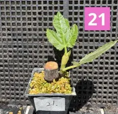 イチジク　蓬莱柿　21のサムネイル