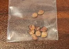 2026年最新】アデニア ペチュエリーの人気アイテム - メルカリ