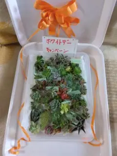 ゆき様専用です。セールです。多肉植物セット50個以上入っております。