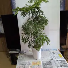 ① 枝垂れもみじ 流泉 5年生実生（接木ではない） - メルカリ