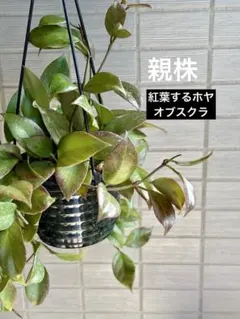 紅葉するホヤ・オブスクラ　(B) カップごと発送