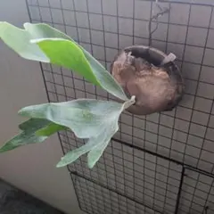 美株・コルク仕立て】ビカクシダ アルシコルネ ドワーフ（タグ付き）3