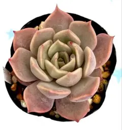 多肉植物　リラシナ×アガボイデス　抜き苗