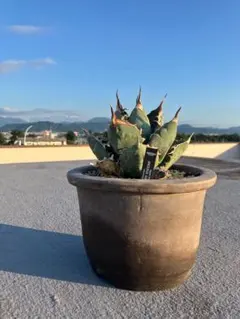 2026年最新】アガベ オアハカ 現地の人気アイテム - メルカリ