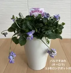 フジザクラ64様 リクエスト 2点 まとめ商品