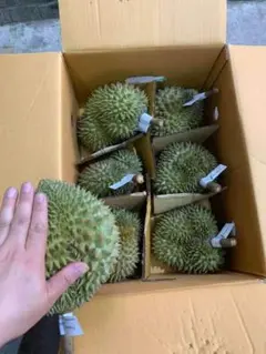 大人気】ベトナム産ドリアン 3〜4個入り 箱込み約10kg 佐川急便発送