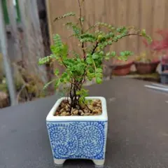 agavedex様 リクエスト 3点 まとめ商品