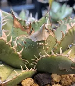 2026年最新】麻花龍の人気アイテム - メルカリ