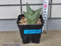 サンスベリア Sansevieria Sansuk サンスベリア Sansevieria Sansuk B - メルカリ