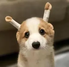 2026年最新】fruits zipper ちびぬいの人気アイテム - メルカリ