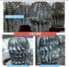 funky様 リクエスト 2点 まとめ商品