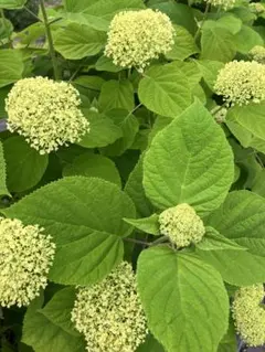 リオンなおちゃん様ご専用です　おまとめページ