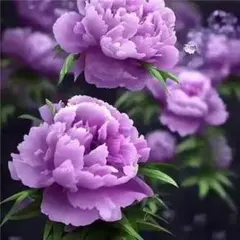 2025年最新】トゥリーティの人気アイテム - メルカリ