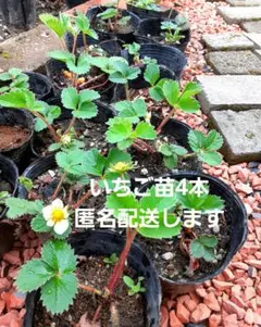 キッチンハーブ苗4種 ローズマリー、オレガノ、チャービル