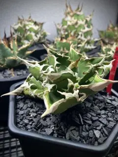 Agave cjspecial セット売り　大白鯊&清櫻　cjスペシャル Agave cjspecial セット売り 大白鯊&清櫻 cjスペシャル - メルカリ