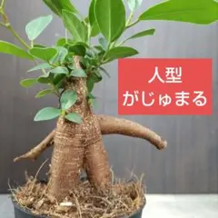 ガジュマル 斑入り 発送当日カット ネコポス発送 - メルカリ