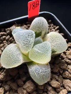 94e 多肉植物 ハオルチア アイスダイヤ錦 自家繁殖 鉢植え発送 - メルカリ