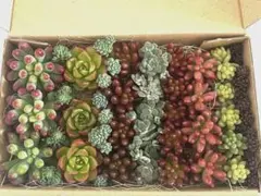 Masato Asaka様 リクエスト 2点 まとめ商品