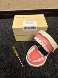 2026年最新】顎模型の人気アイテム - メルカリ