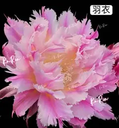 25-ラッキー 新品種 花サボテン ロビビア属 群開花 複色咲き カキコ