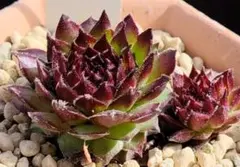 センペルクレージつばささん命名 灰 桜 Sempervivum センペル - メルカリ