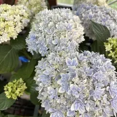 ☆ハイドランジア♡アジサイ☆カノン ブルー☆5.5号鉢☆超希少☆大栄
