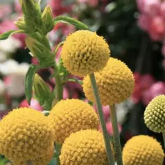 チロりん様 リクエスト 2点 まとめ商品