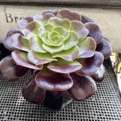多肉植物 アエオニウム カシミアバイオレット 抜き苗 - メルカリ
