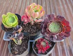 多肉植物。アエオニウ黒法師錦.抜き苗 - メルカリ