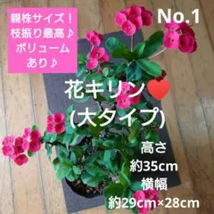 No.1【親株サイズ！枝振り最高♪】花キリン(大タイプ)♥️のサムネイル