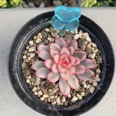 ringo様 リクエスト 2点 まとめ商品