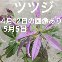 ツツジ科 落葉低木 苗木 苗 バイカツツジ 大変珍しい花木です。 白い花