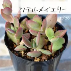 mimizuku ♪(´ε｀ )様 リクエスト 2点 まとめ商品