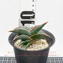 2025年最新】サンスベリア サンセベリア 観葉植物の人気アイテム