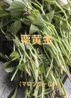 新鮮 ハイゴショウ葉 料理用。50枚＋ホムデン5個オマケ - メルカリ