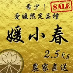 【媛小春】超希少！幻の愛媛県限定品種2.5kgサイズ混合　訳あり家庭用柑橘みかん