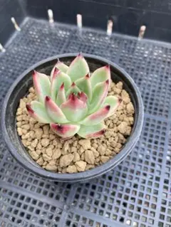 多肉植物 エケベリア ブルードラゴン 4cm 抜き苗 1株 - メルカリ