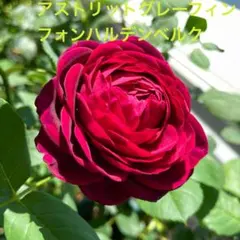 メル39153様 リクエスト 2点 まとめ商品