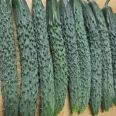 朝採り新鮮 きゅうり 鮮度抜群のサムネイル
