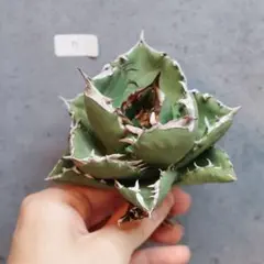 2025年最新】アガベ翼竜の人気アイテム - メルカリ