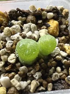 tetragonum DT7778 コノフィツム　テトラゴナム tetragonum DT7778 コノフィツム テトラゴナム - メルカリ