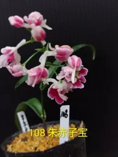 ウチョウラン　朱赤子宝　108のサムネイル